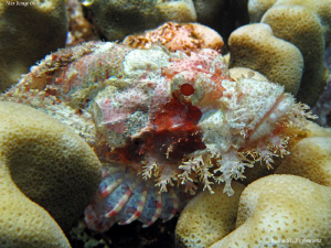 Scorpionfish. Marsa Alam. Canon Ixus 980. by Bea & Stef Primatesta 